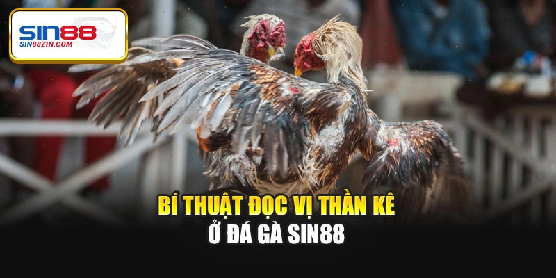 Bí thuật đọc vị thần kê ở đá gà Sin88