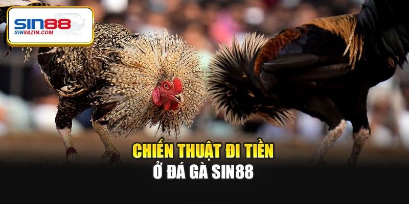 Chiến thuật đi tiền ở đá gà Sin88