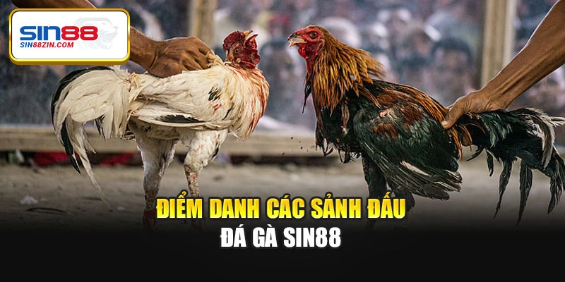 Điểm danh các sảnh đấu đá gà Sin88